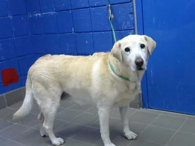 An adult large-sized female Labrador Retriever dog named Gladys for adoption in Albuquerque, NM