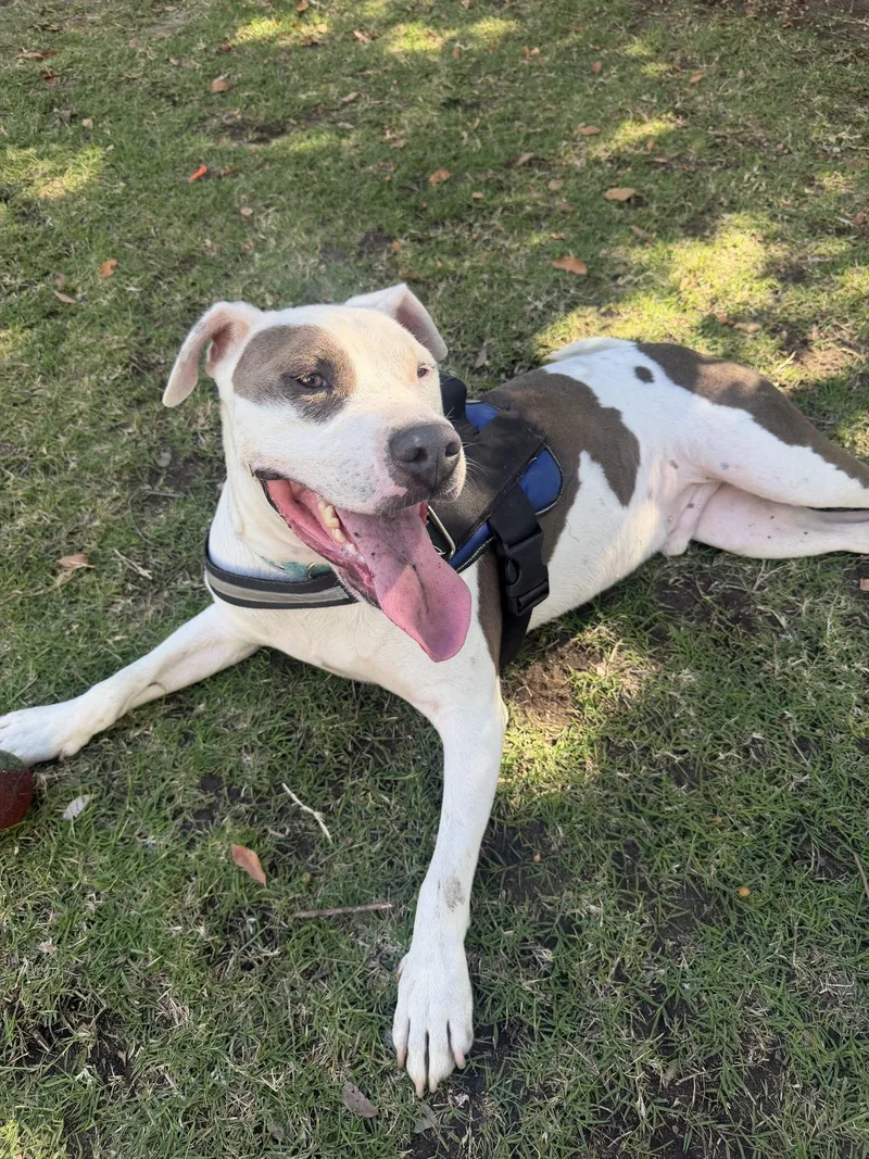 A young medium-sized male Pit Bull Terrier dog named Ocean for adoption in santa monica, CA