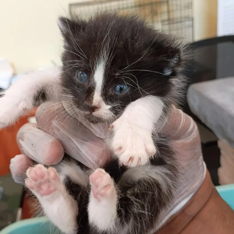 A baby small-sized male Domestic Short Hair cat named Frankenberry for adoption in Lynchburg, VA