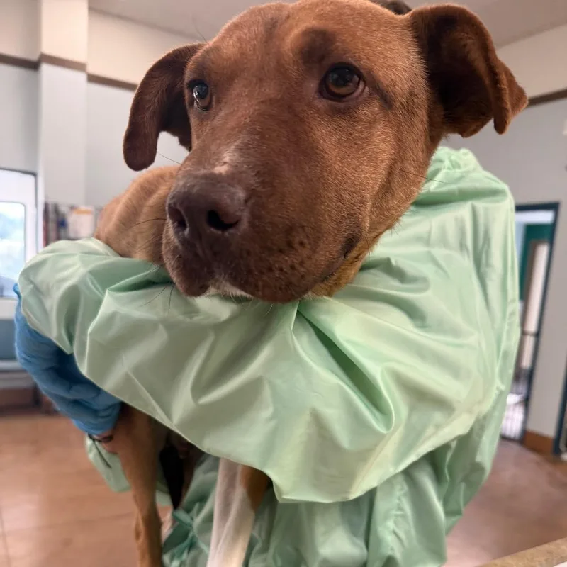 A young medium-sized female Red / Chestnut / Orange Pit Bull Terrier dog named Acre for adoption in Flagstaff, AZ