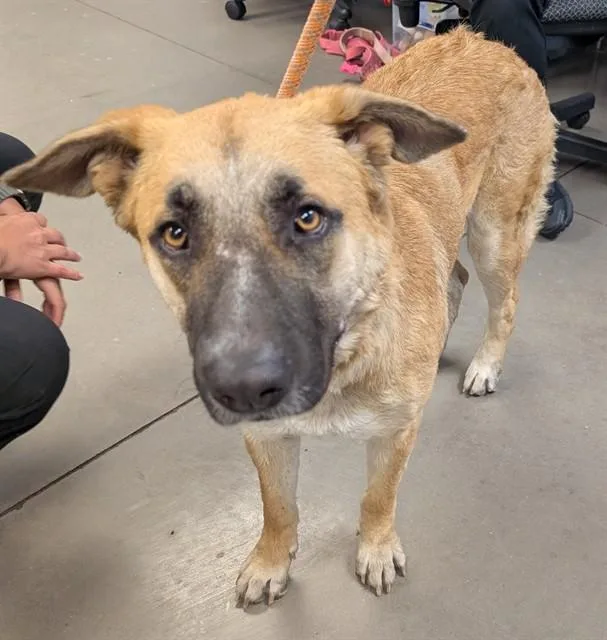 A young large-sized female Anatolian Shepherd dog named Azula for adoption in Phoenix, AZ