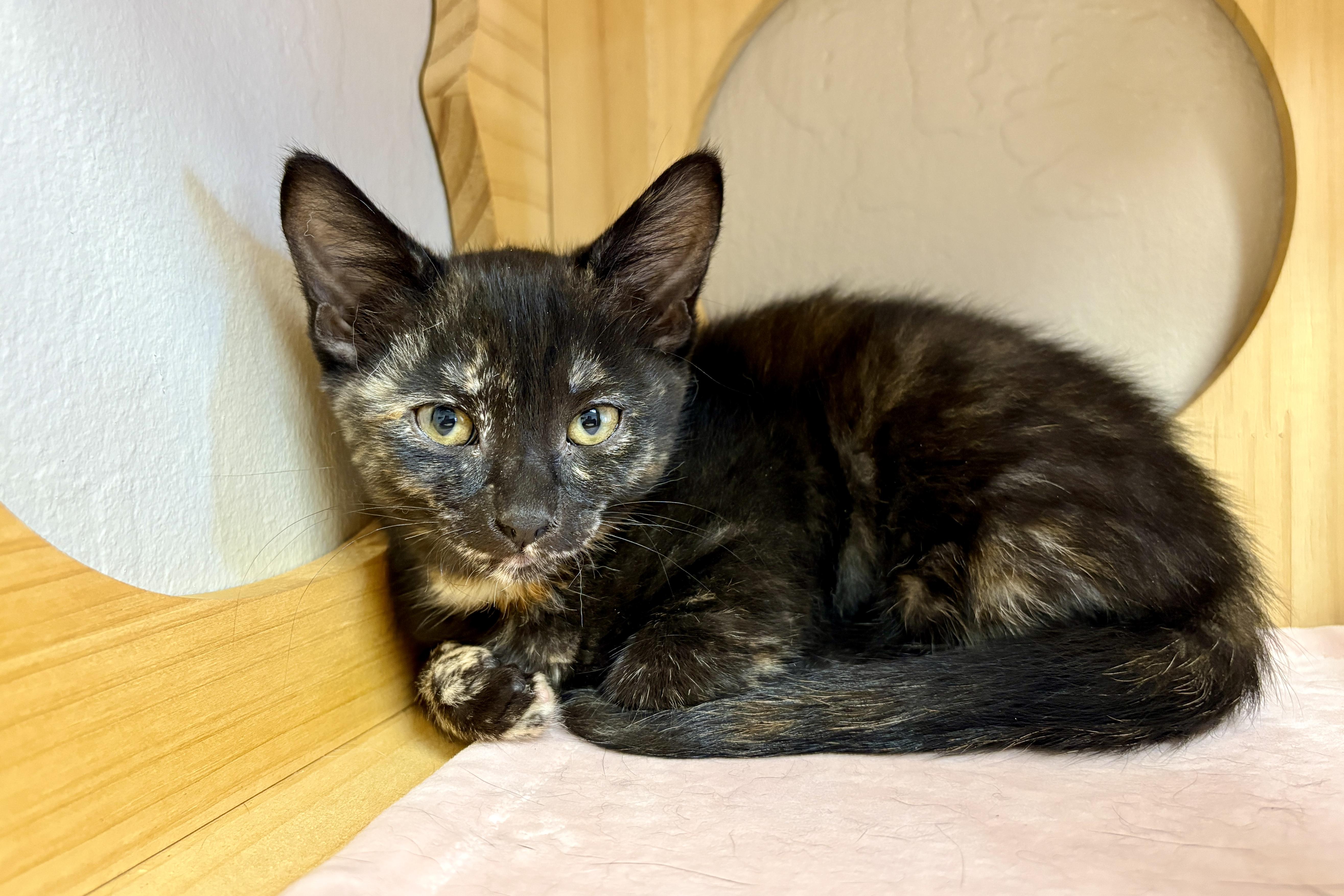A baby small-sized female Domestic Short Hair cat named Adventurefuls Addie for adoption in Fountain Hills, AZ