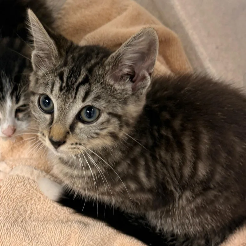 A baby small-sized male Gray / Blue / Silver Domestic Short Hair cat named Claude for adoption in Evansville, IN