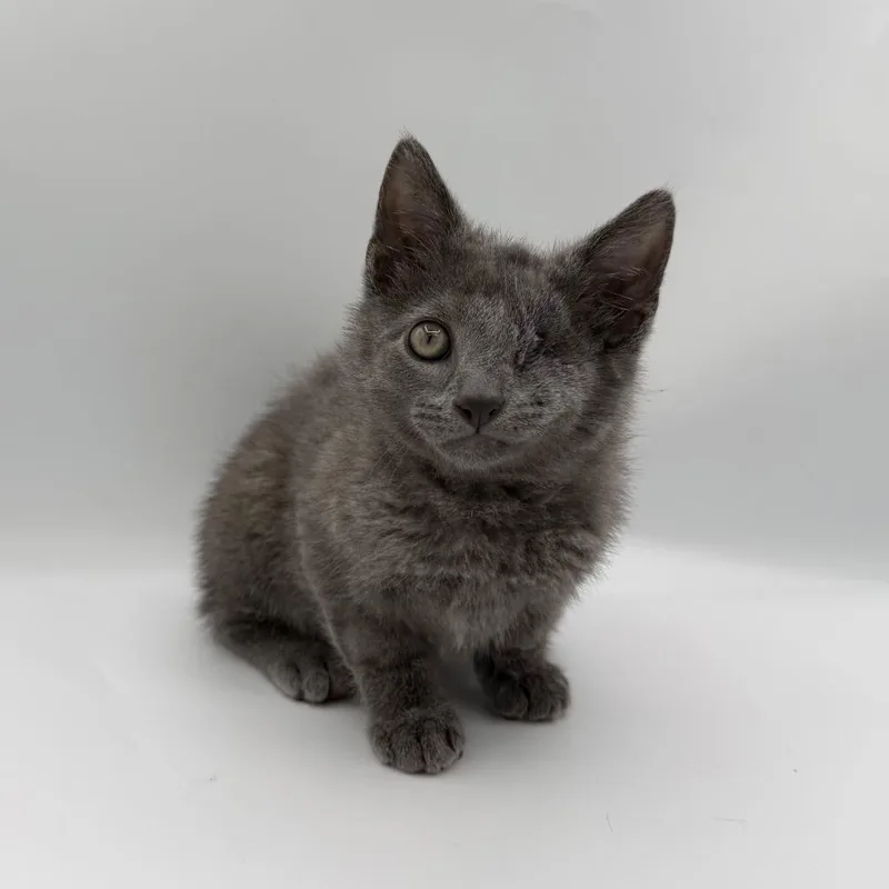 A baby medium-sized male Domestic Short Hair cat named Ellis for adoption in State College, PA