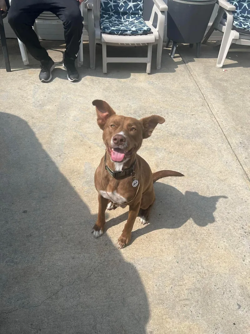 A young medium-sized male Basenji dog named Simon for adoption in Ozone Park, NY