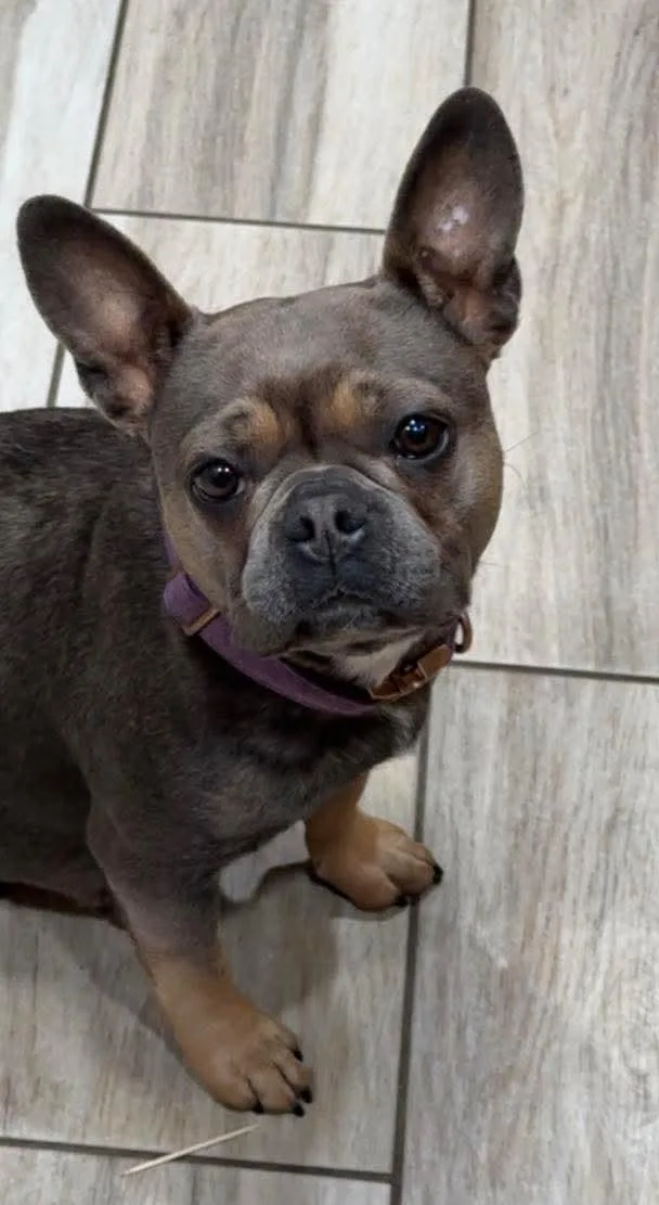 An adult small-sized female French Bulldog dog named Emma for adoption in modesto, CA