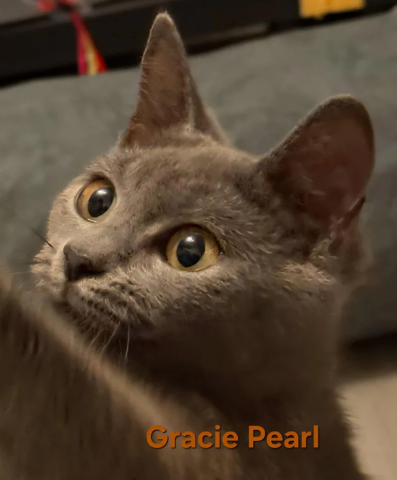 A young medium-sized female Domestic Short Hair cat named Gracie Pearl for adoption in Longwood, FL