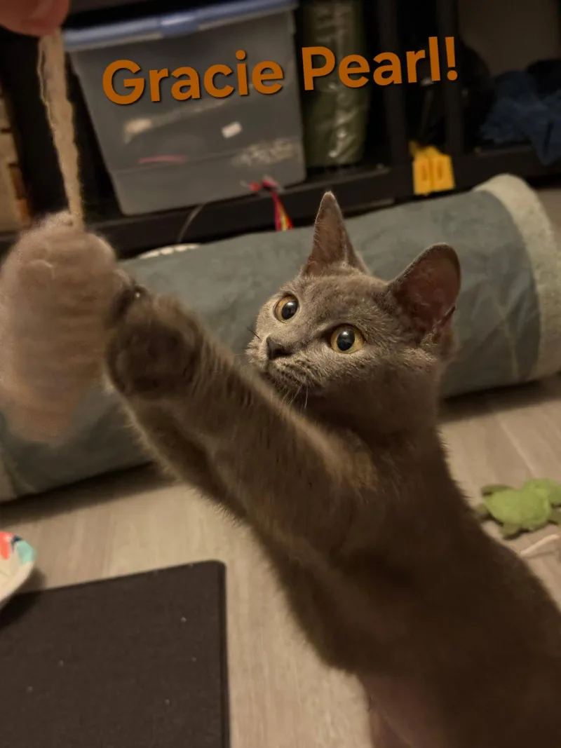 Gracie Pearl thumbnail 2