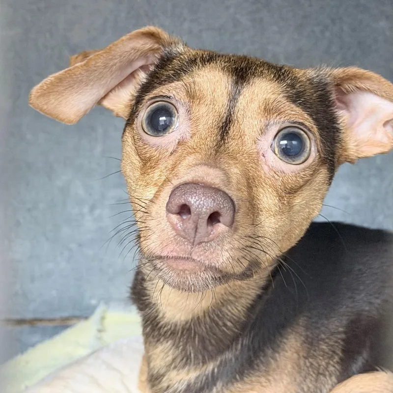 An adult small-sized female Brown / Chocolate Chihuahua dog named Koko for adoption in Tyler, TX