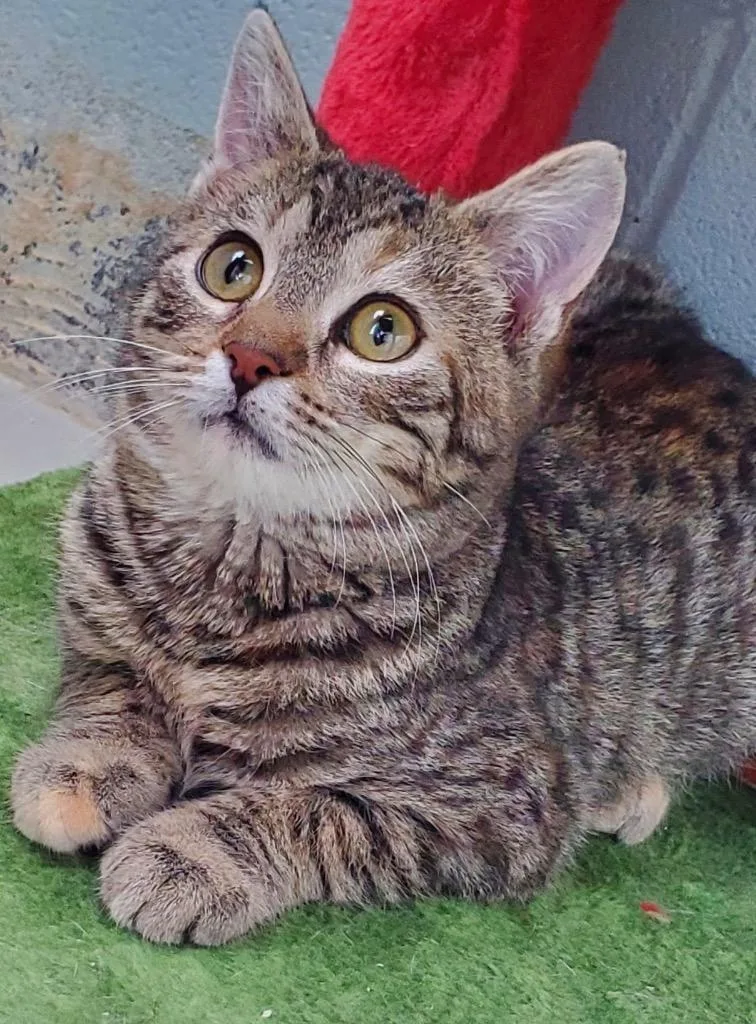 A baby small-sized female Domestic Short Hair cat named Bianca Rose for adoption in Dalton, GA