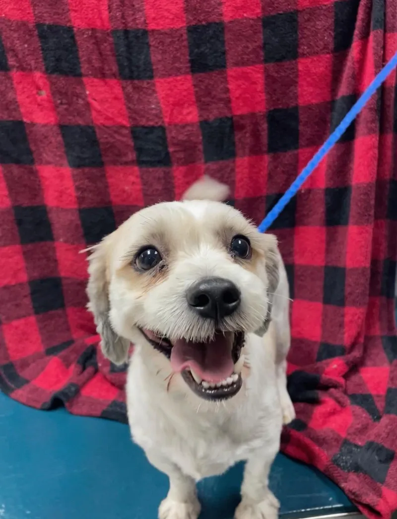 An adult small-sized male White / Cream Mixed Breed dog named Kiko for adoption in Rock Falls, IL
