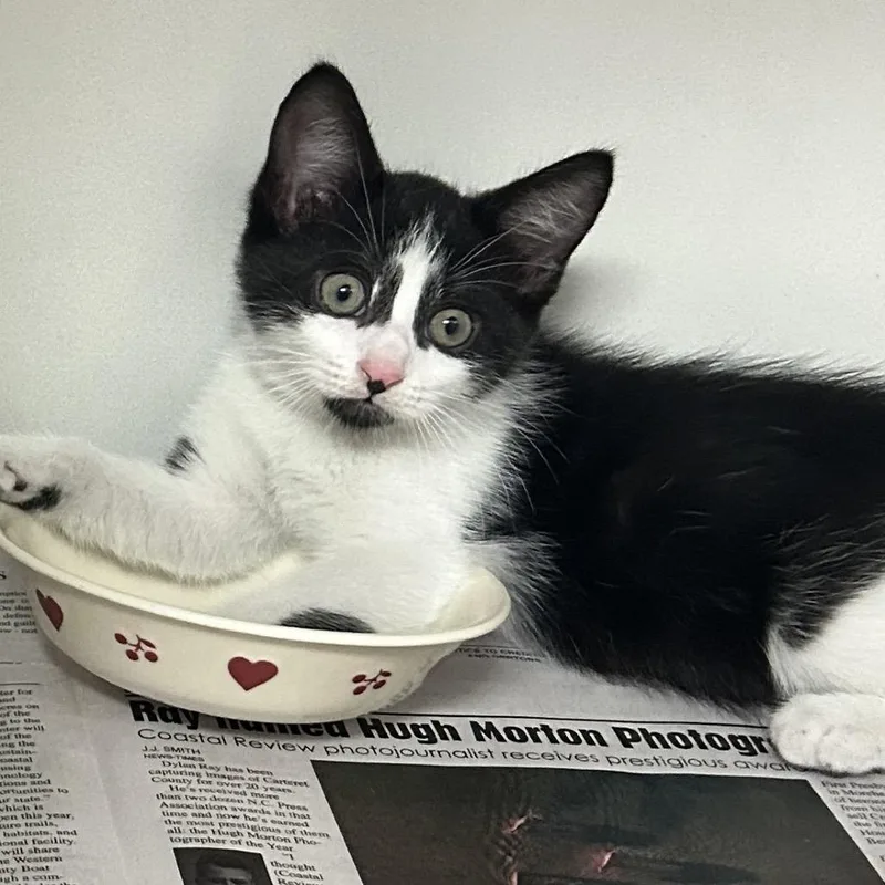 A baby small-sized female Black Domestic Short Hair cat named Virginia for adoption in Newport, NC