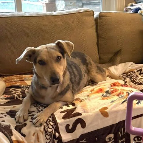 A young medium-sized female Labrador Retriever dog named Layla for adoption in Conroe, TX