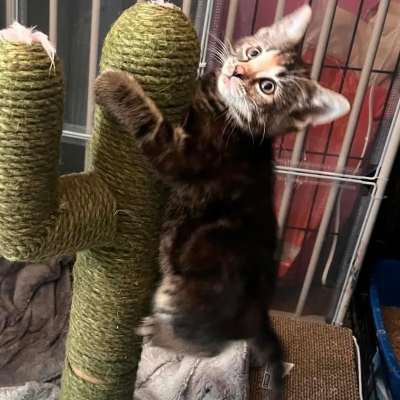 A baby small-sized female Brown / Chocolate Domestic Short Hair cat named Choco Taco for adoption in Middleton, WI