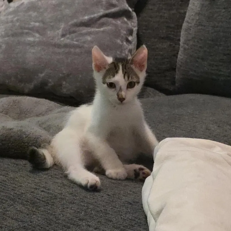 A baby small-sized male White Domestic Short Hair cat named Travis for adoption in Spokane, WA