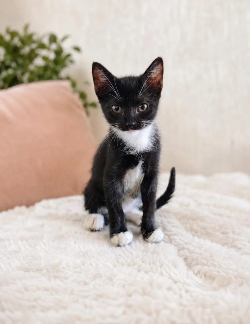 A baby small-sized male Domestic Short Hair cat named Ollie for adoption in Houston, TX