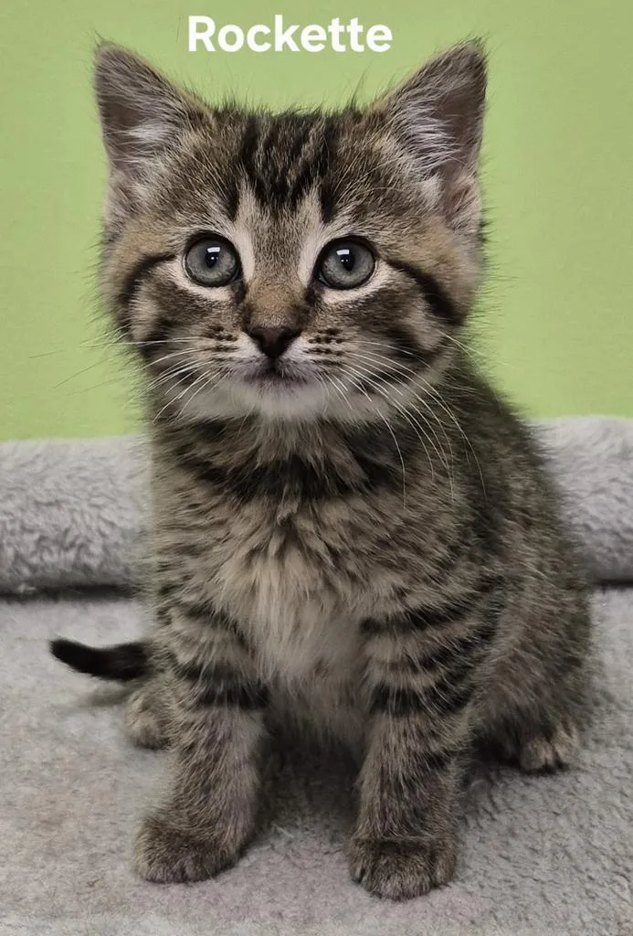 A baby medium-sized female Domestic Short Hair cat named Rockette for adoption in Kendallville, IN