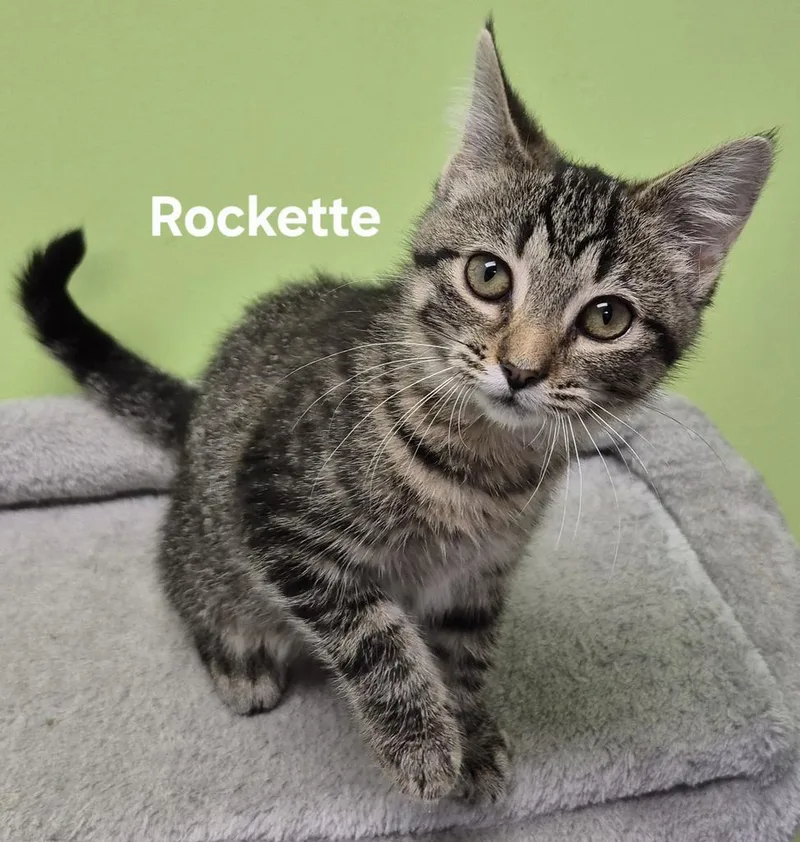 Rockette thumbnail 3
