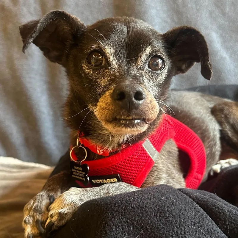 Humboldt Fog thumbnail 2