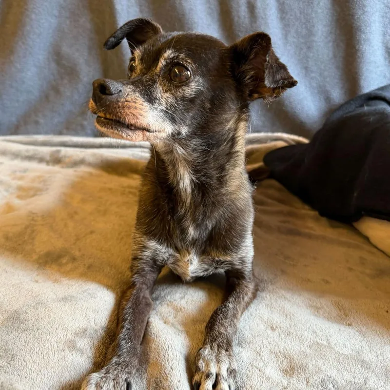 Humboldt Fog thumbnail 3