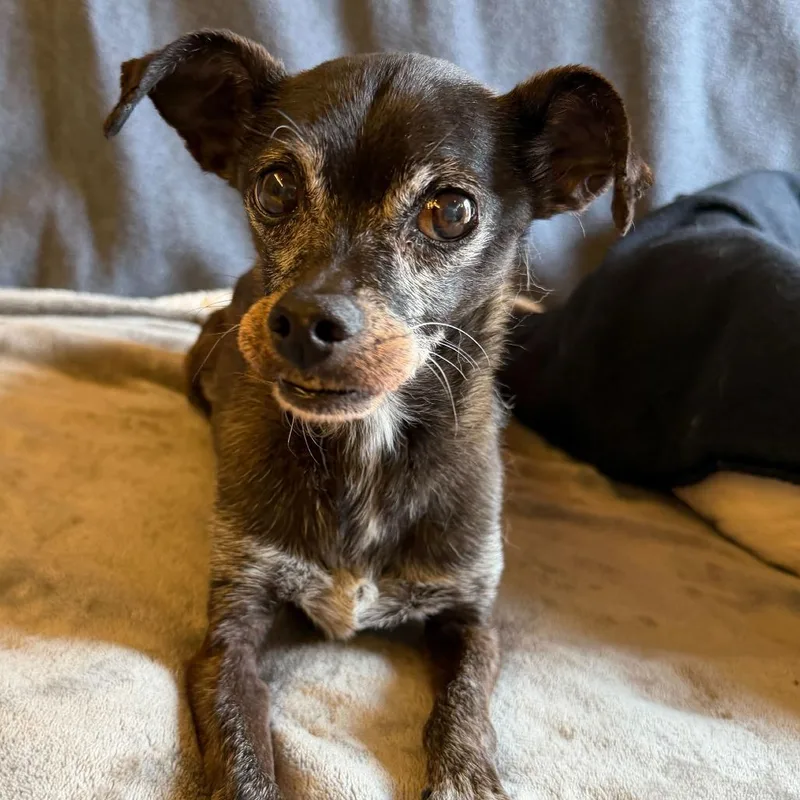 Humboldt Fog thumbnail 4