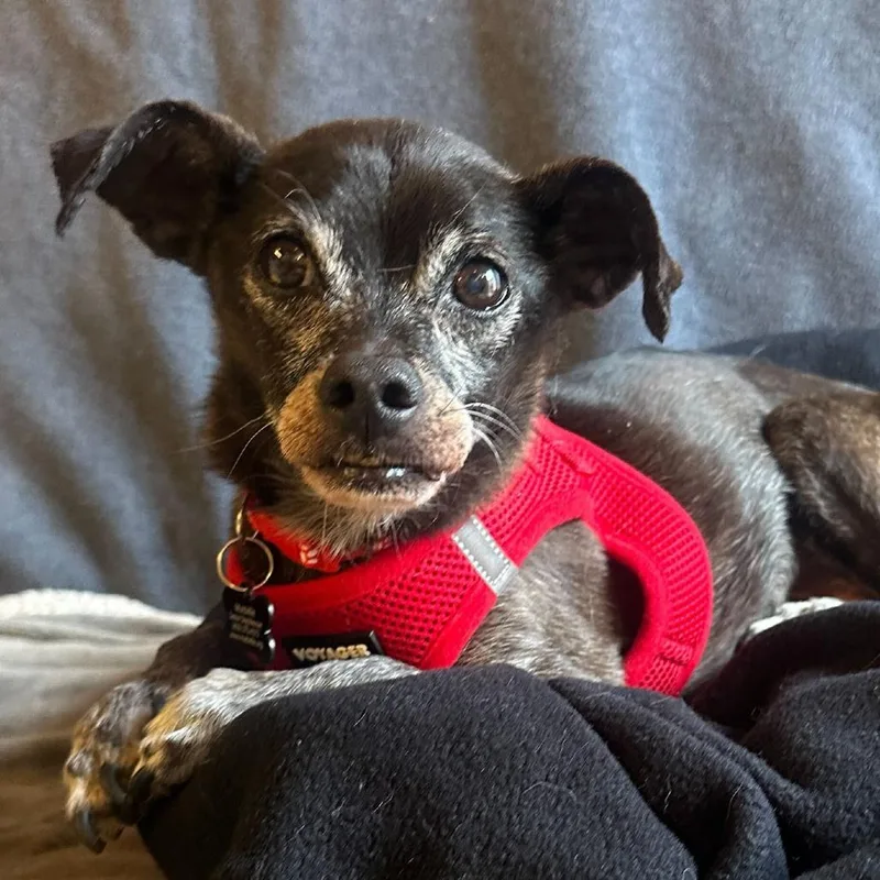 Humboldt Fog thumbnail 5