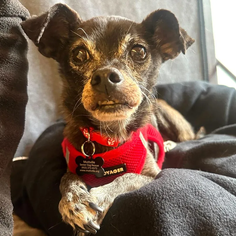 Humboldt Fog thumbnail 6