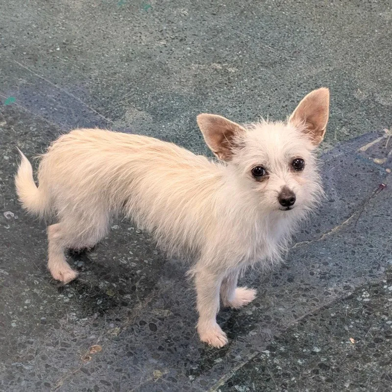 An adult small-sized female Terrier dog named Delta for adoption in Chico, CA