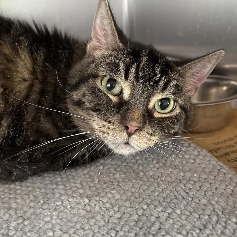An adult medium-sized male Brown / Chocolate Domestic Short Hair cat named Orchid Mantis for adoption in DeKalb, IL