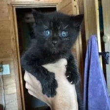 A baby small-sized male Black Domestic Short Hair cat named Oreo for adoption in West Palm Beach, FL