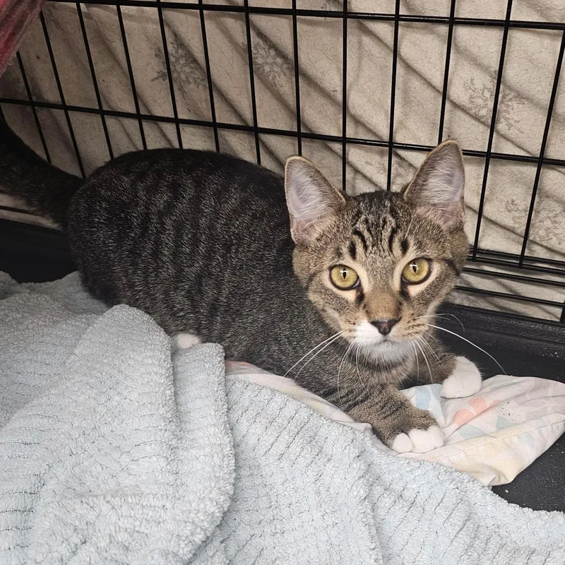 A baby small-sized male Brown / Chocolate Domestic Short Hair cat named Samson for adoption in Monroe, MI