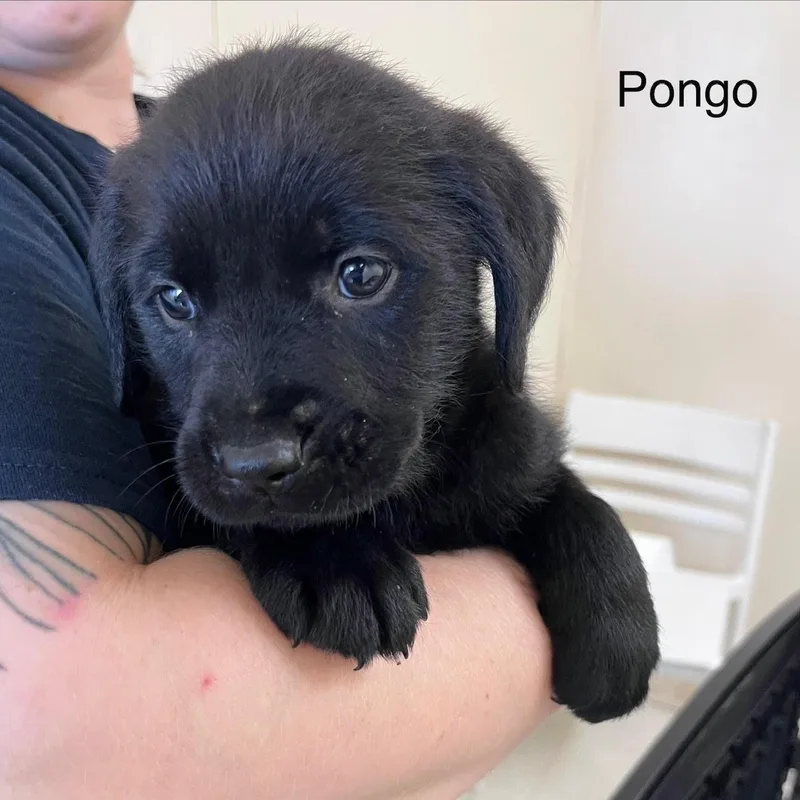 A baby medium-sized male Black Labrador Retriever dog named Pongo @ Prison Program for adoption in West Jefferson, OH