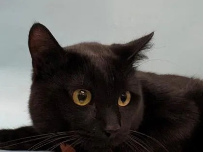 An adult small-sized male Domestic Medium Hair cat named Ziggy for adoption in Woodbury, MN