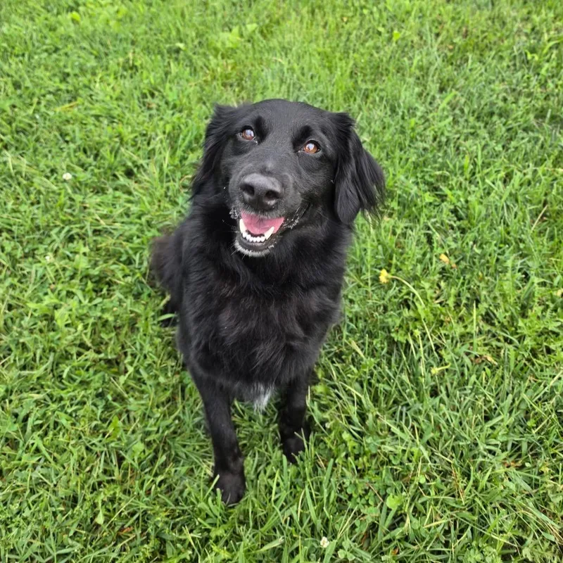 An adult medium-sized female Black Border Collie dog named Petunia for adoption in Waynesboro, PA