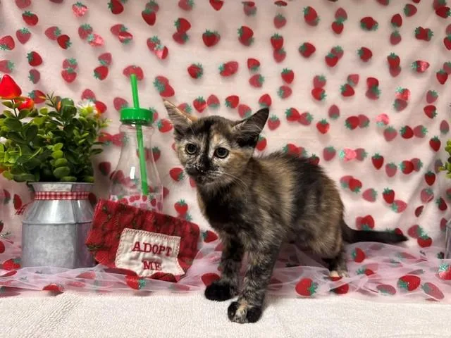 A baby small-sized female Domestic Short Hair cat named Twix for adoption in Fairfield, CA