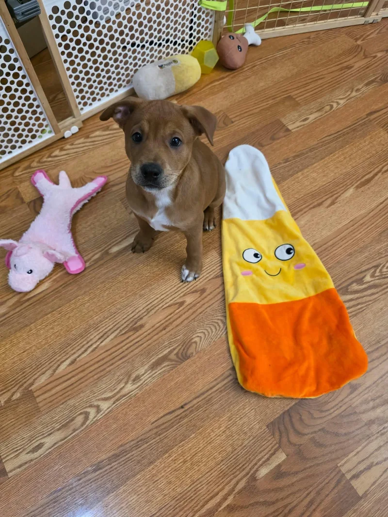 A baby medium-sized male Boxer dog named Snickers for adoption in Minneapolis, MN