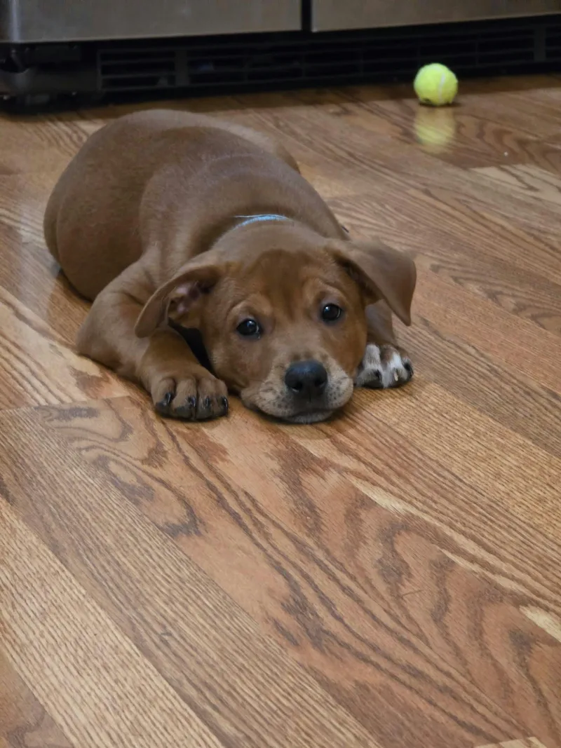 Snickers thumbnail 5