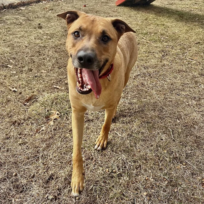 An adult large-sized male Shepherd dog named Brody for adoption in Fenton, MI