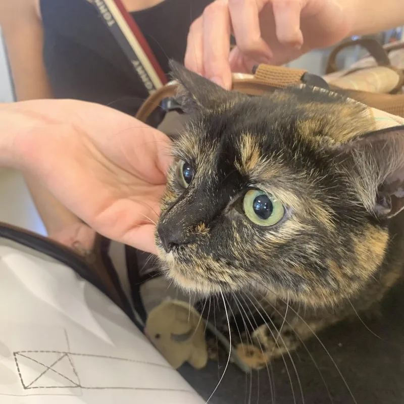 An adult large-sized female Tortoiseshell Domestic Short Hair cat named Nala for adoption in West Palm Beach, FL