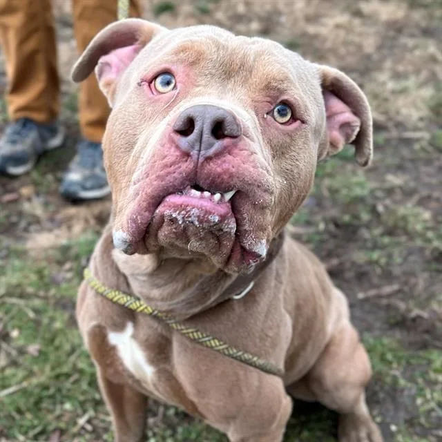 An adult medium-sized male Pit Bull Terrier dog named Harris for adoption in Indianapolis, IN