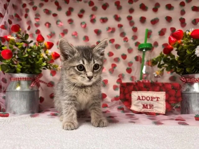 A baby small-sized female Domestic Short Hair cat named Ariana for adoption in Fairfield, CA