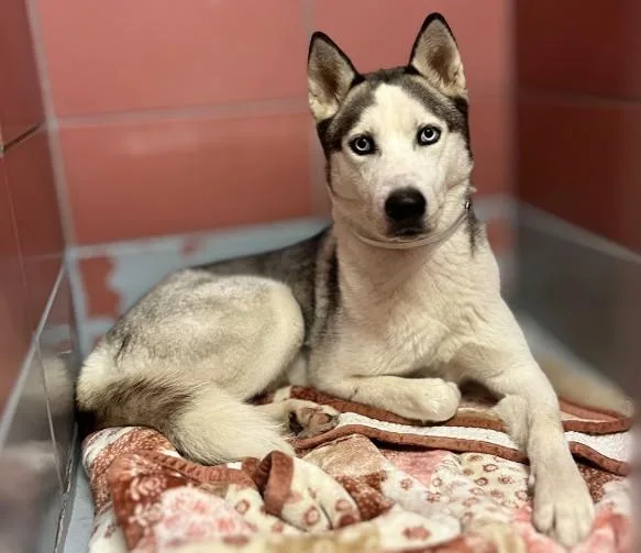 A young medium-sized male Siberian Husky dog named Javonte for adoption in Houston, TX