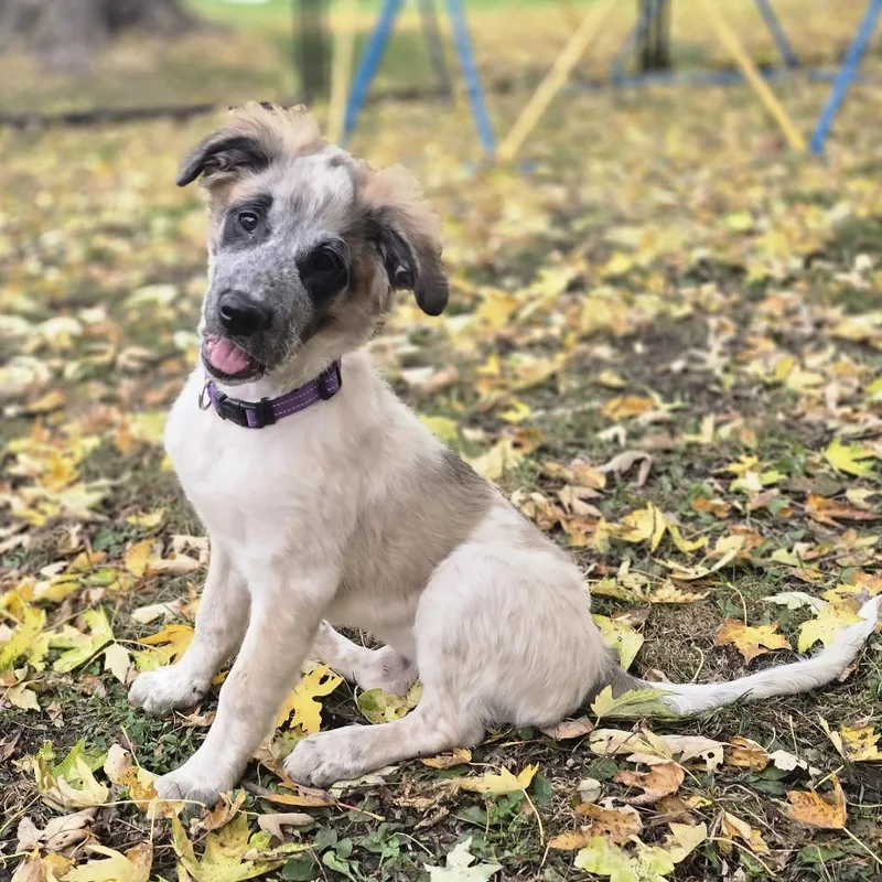 A baby medium-sized female Gray / Blue / Silver Mixed Breed dog named Phoebe for adoption in Alma, WI