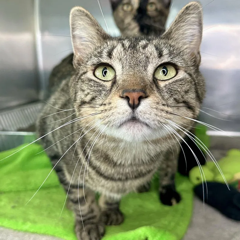 An adult medium-sized female Brown / Chocolate Domestic Short Hair cat named Katherine for adoption in Matteson, IL