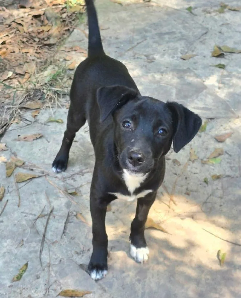 A baby medium-sized female Tricolor (Brown, Black, & White) Labrador Retriever dog named Paprika 🇨🇦 for adoption in Silsbee, TX