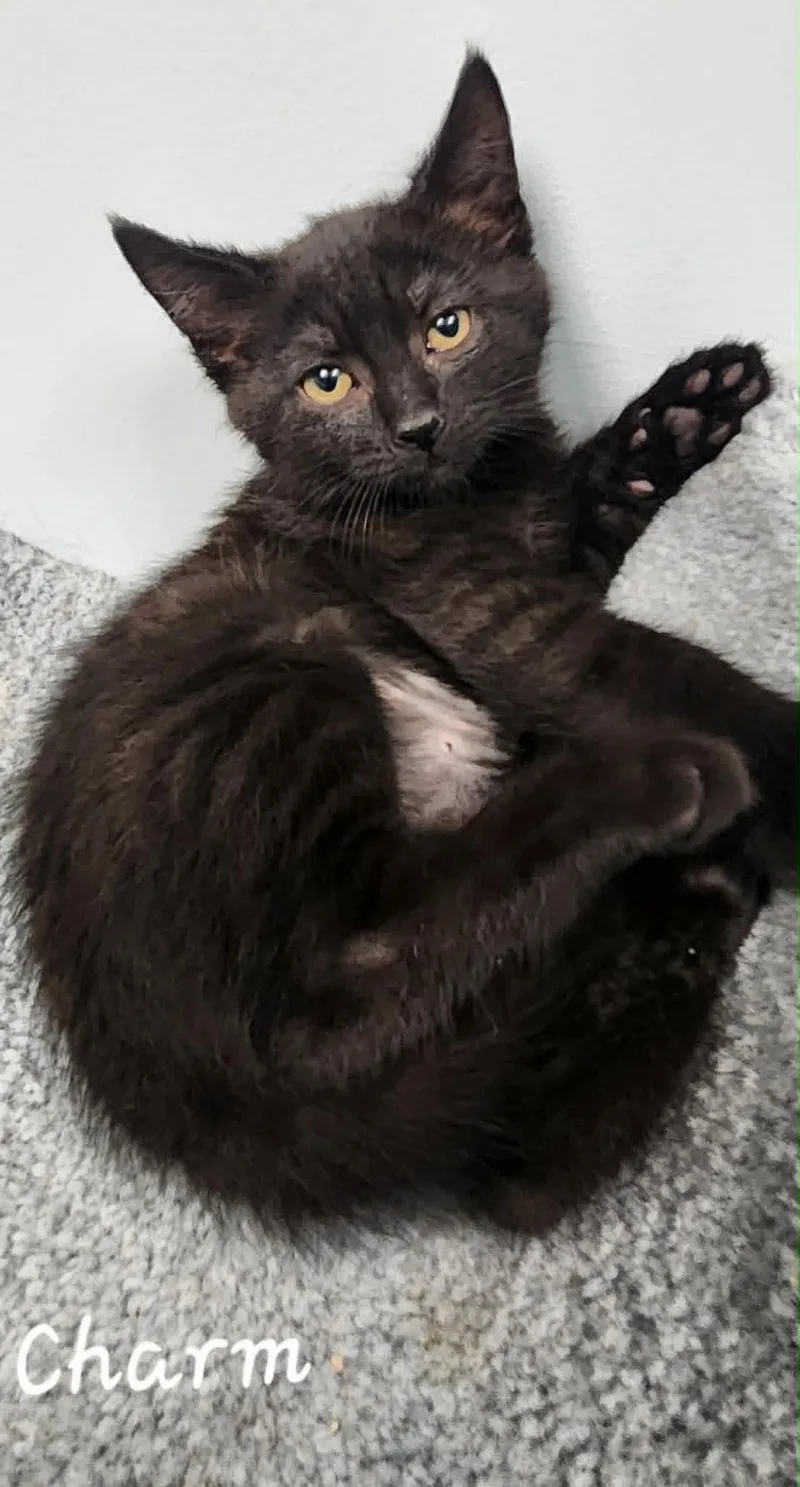 A baby medium-sized female Black Domestic Short Hair cat named Charm for adoption in Chambersburg, PA