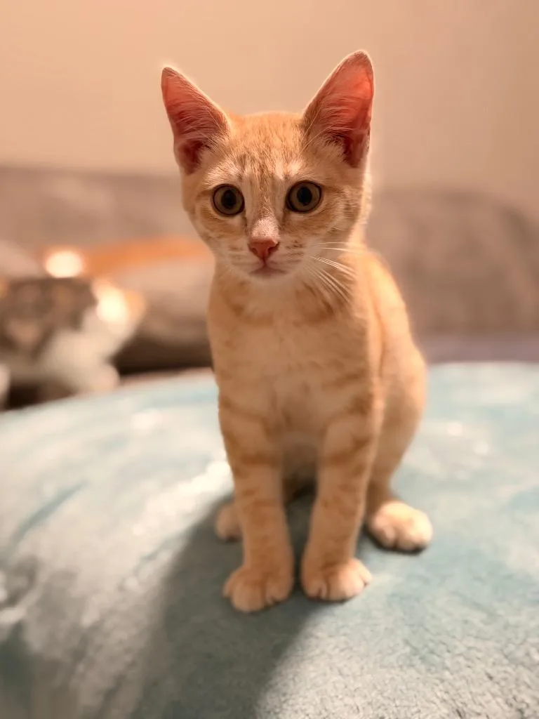 A baby medium-sized male Domestic Short Hair cat named Pumpkin for adoption in San Antonio, TX