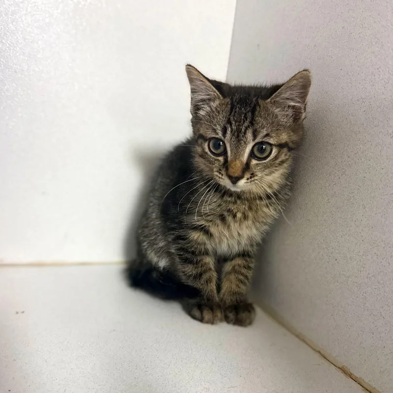 A baby medium-sized female Tabby cat named Take Me Out To for adoption in Columbia, SC