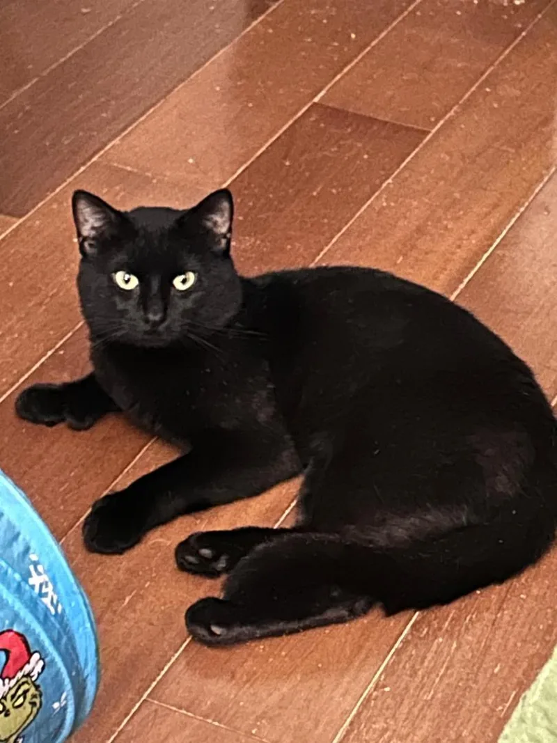 An adult medium-sized male Black Domestic Short Hair cat named Licorice for adoption in East Brunswick, NJ