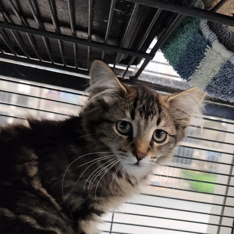 A baby small-sized female Black Domestic Long Hair cat named Grape for adoption in Grand Rapids, MI